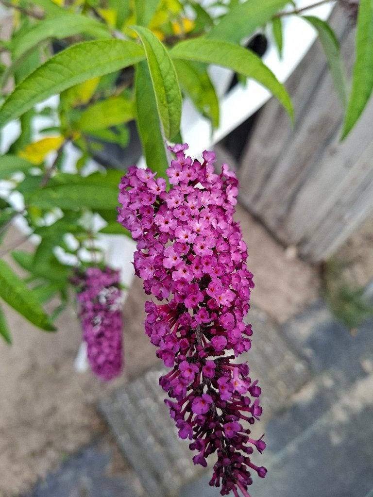 Vlinderstruik, Tuin en Terras, Volle zon, Vaste plant, Zomer, Ophalen