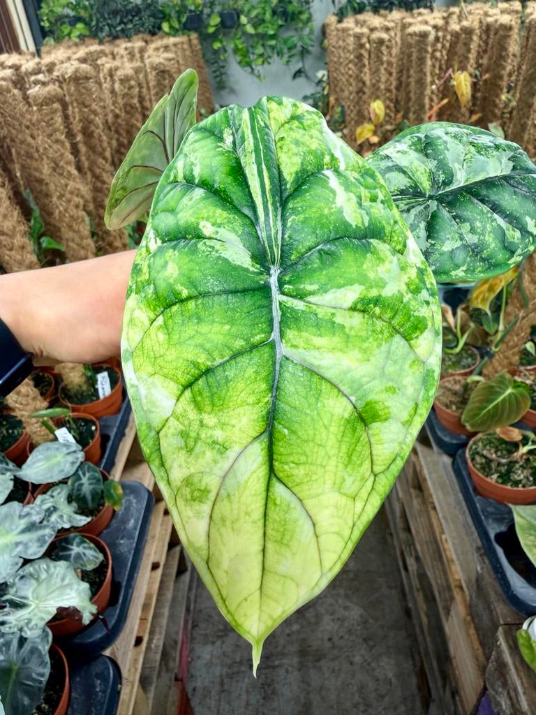 Alocasia Dragon Scale Mint Albo p12, Huis en Inrichting, Kamerplanten, Ophalen of Verzenden