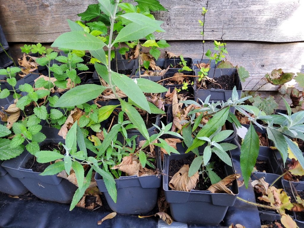 plant Vlinderstruik, pot 10,5, Tuin en Terras, Volle zon, Vaste plant, Zomer, Ophalen