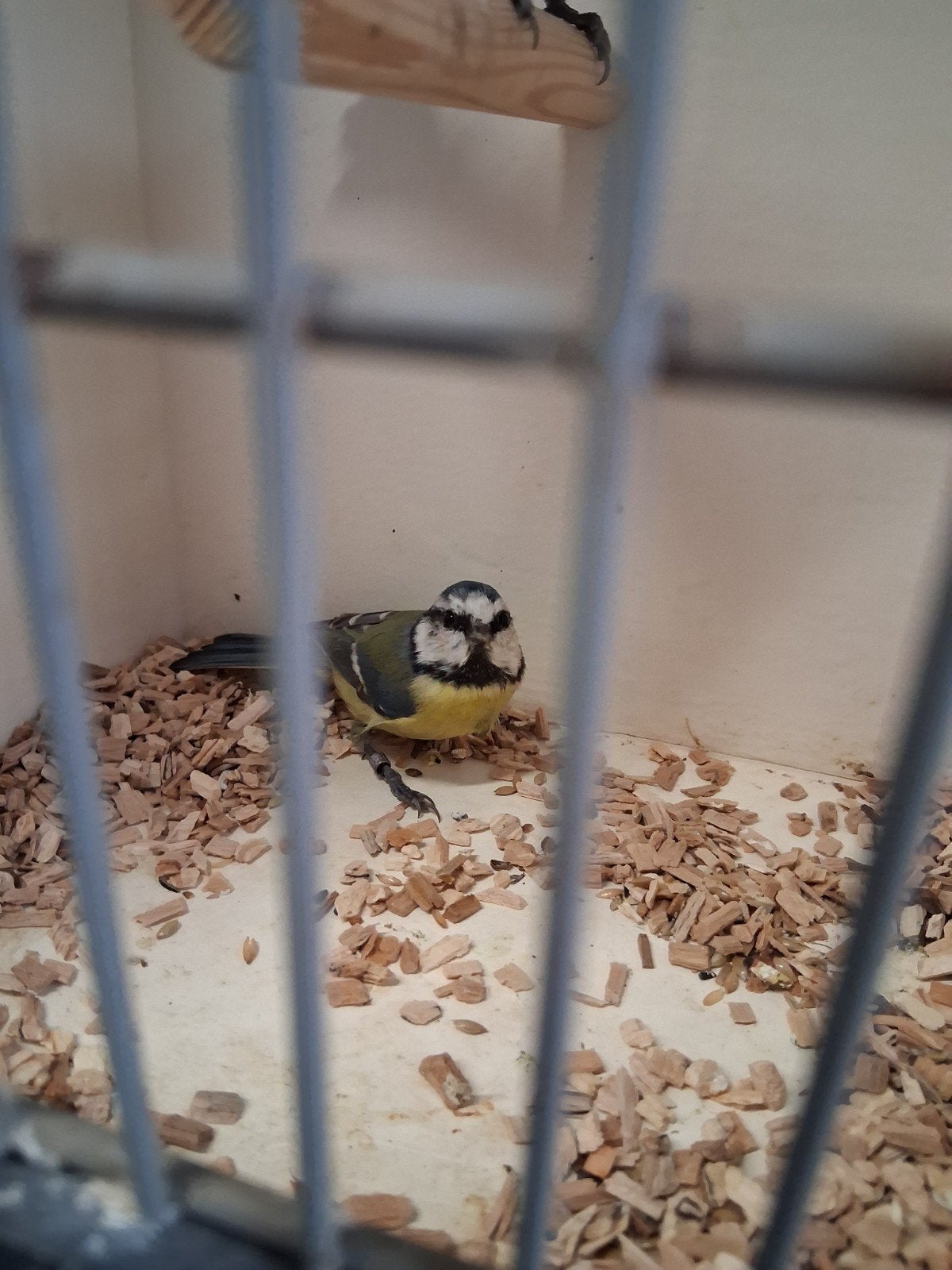 mooi koppel pimpelmeesjes, Dieren en Toebehoren, Meerdere dieren, Geringd
