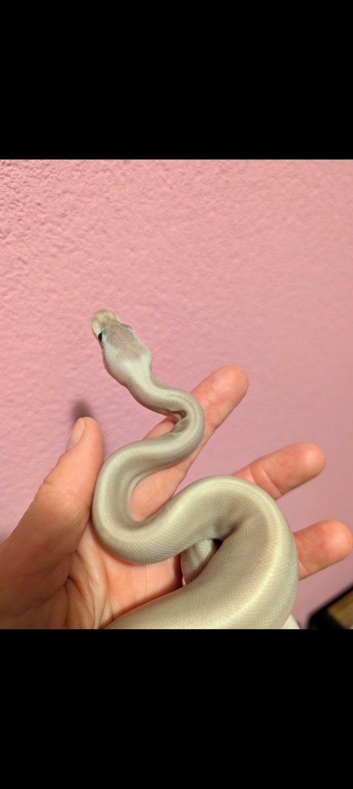 0.1 Ballpython Black Pastel Cinnamon Pastel 8 ball Ball Python photo 2