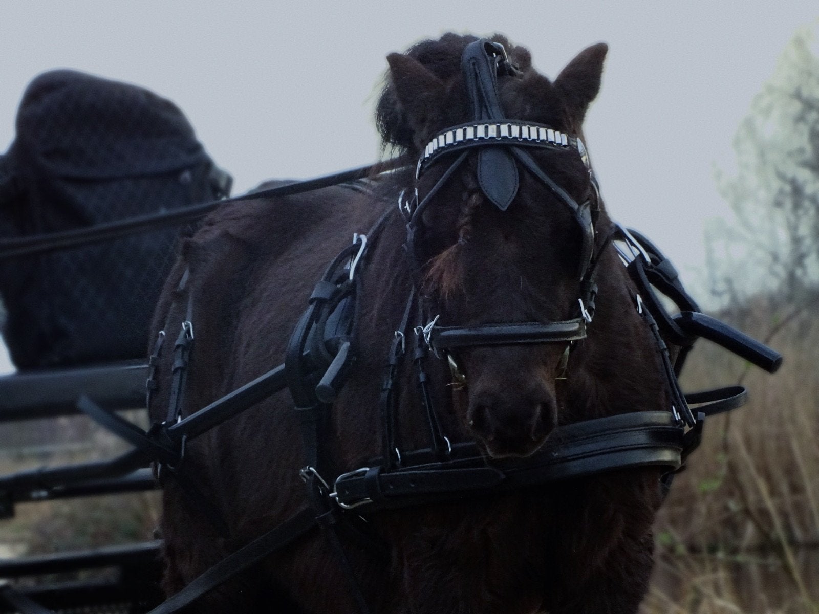 2 leuke A ponys te koop, Dieren en Toebehoren, Pony's, Meerdere dieren, A pony (tot 1.17m)