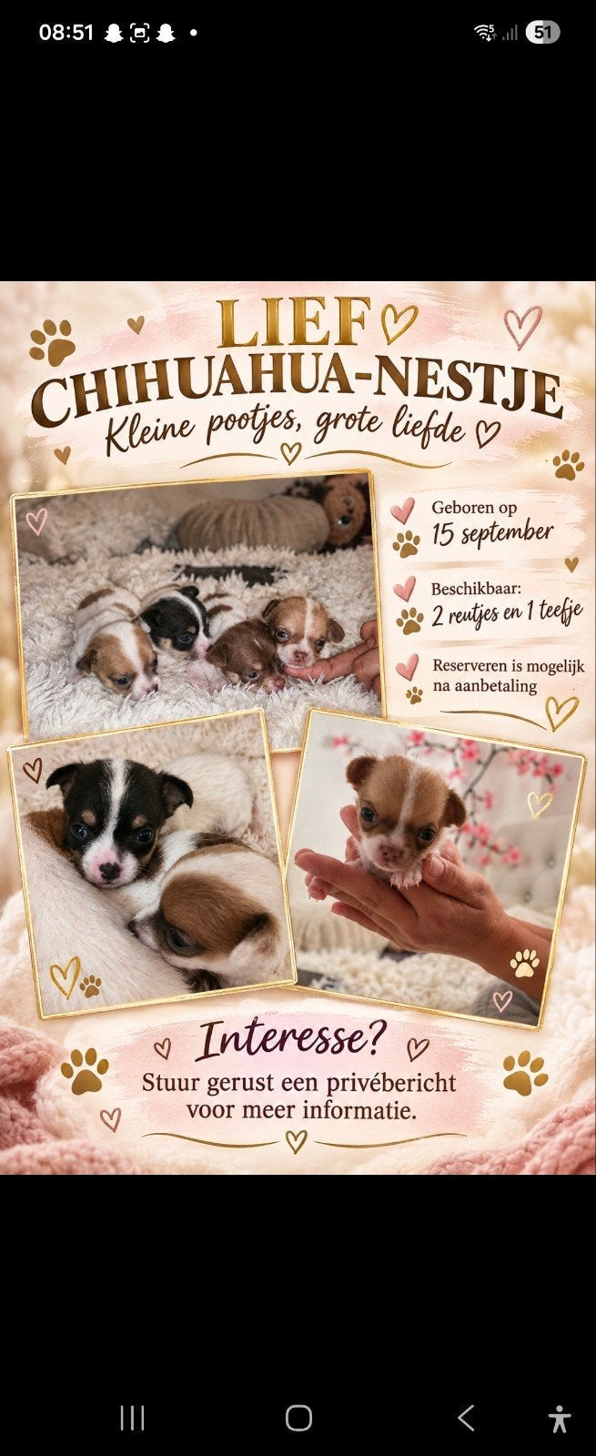 Chihuahua pupy's, 8 tot 15 weken, Meerdere, Meerdere dieren, Chihuahua
