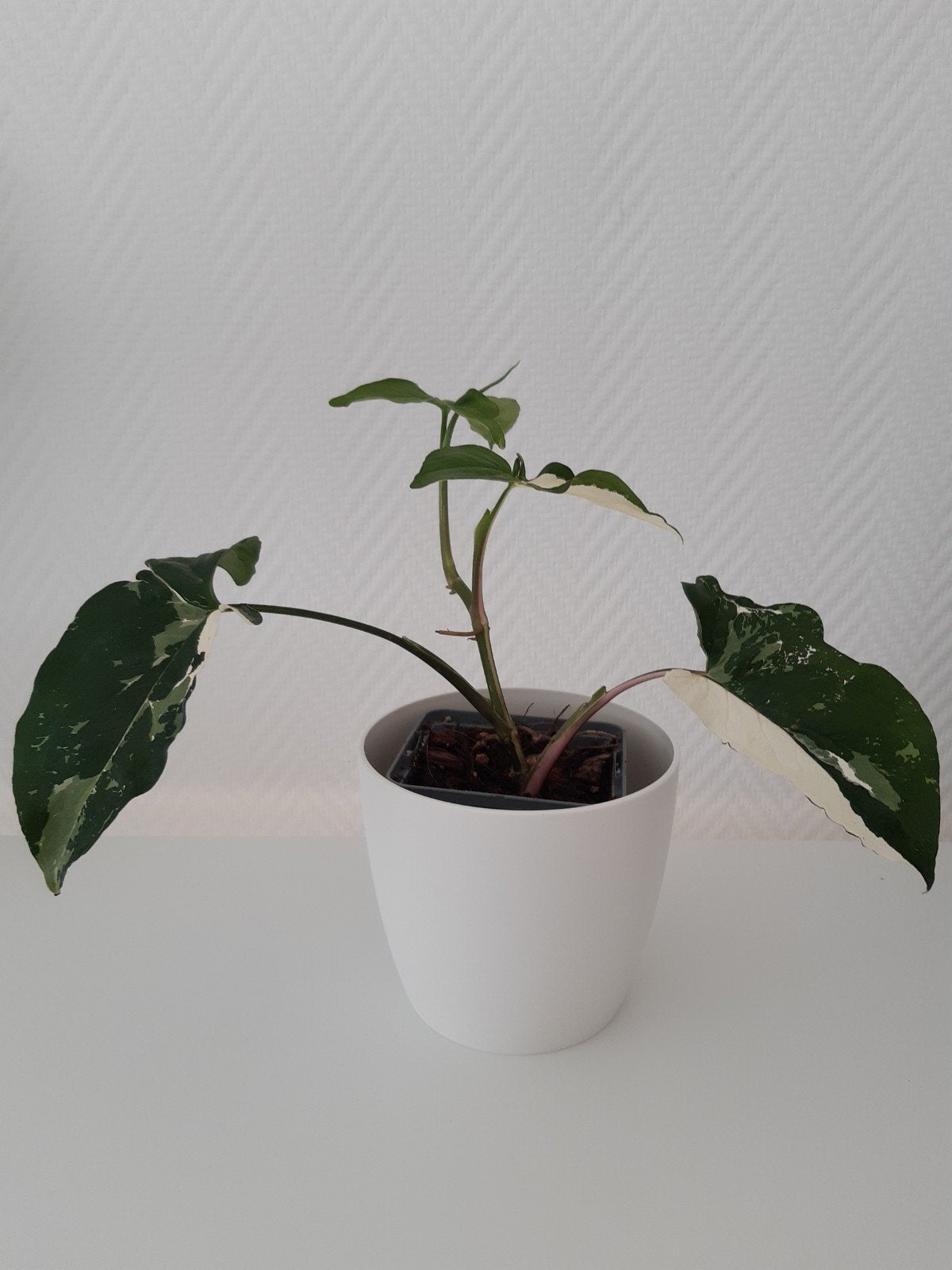 Syngonium variegata, Overige soorten, Minder dan 100 cm, Groene kamerplant, Halfschaduw
