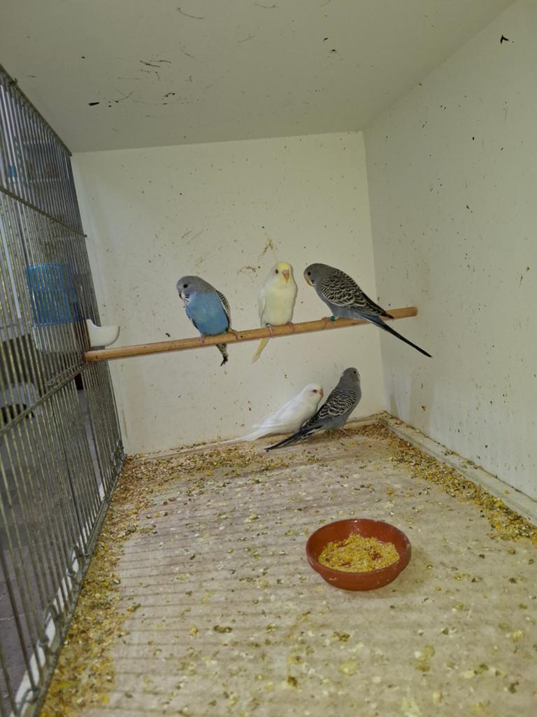 5 jonge grasparkieten te koop., Dieren en Toebehoren, Vogels | Parkieten en Papegaaien, Meerdere dieren, Parkiet, Geringd