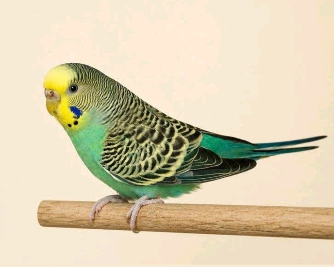 Grasparkiet vrouw, Dieren en Toebehoren, Vogels | Parkieten en Papegaaien, Vrouwelijk, Parkiet