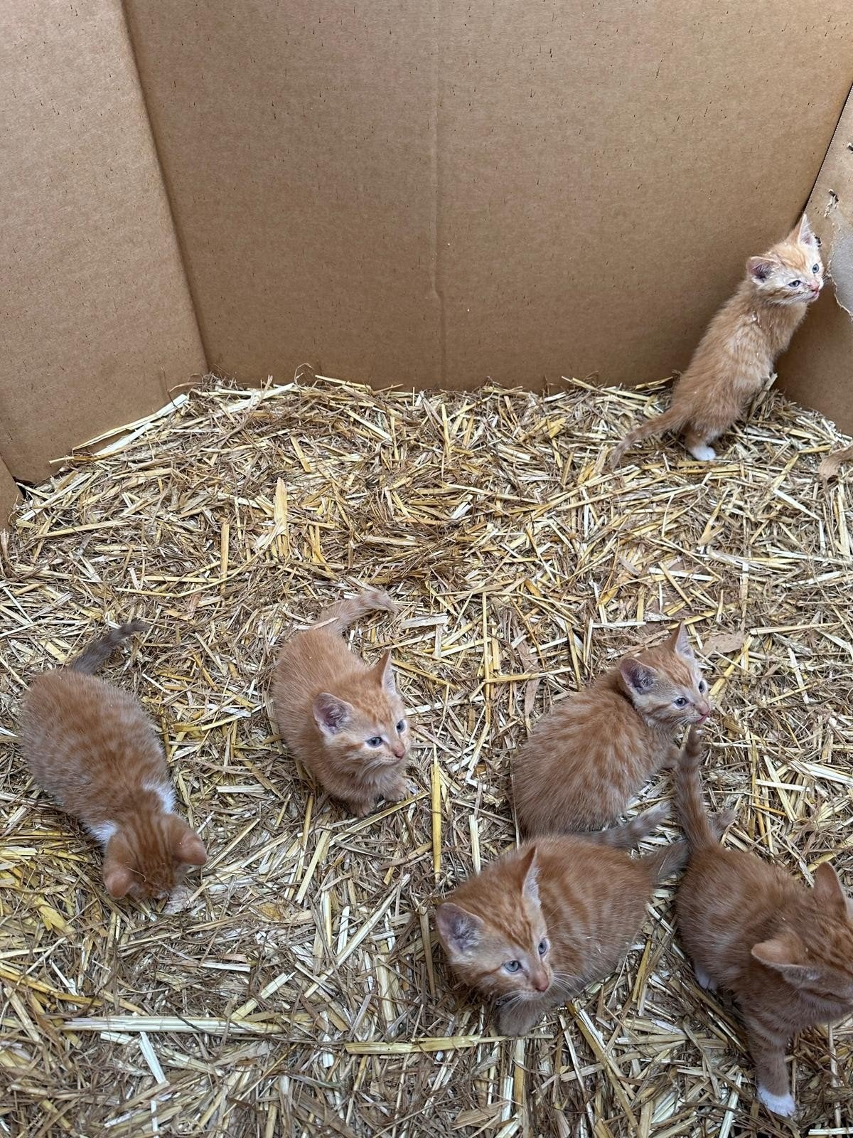 boerderijkatten, Dieren en Toebehoren