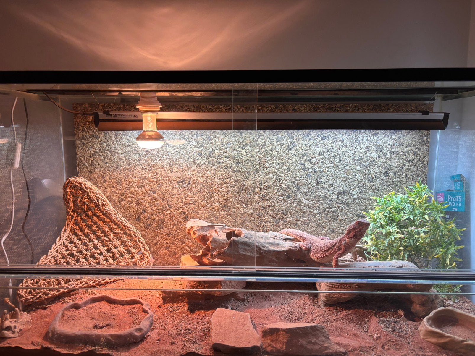 Rode Baardagaam vrouw met terrarium Bearded Dragon photo 2