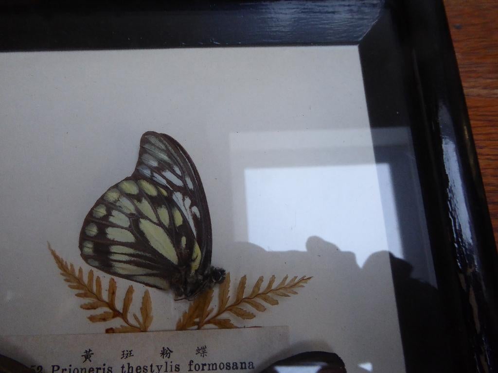 Vintage vlinders in lijst, Antiek en Kunst, Ophalen of Verzenden