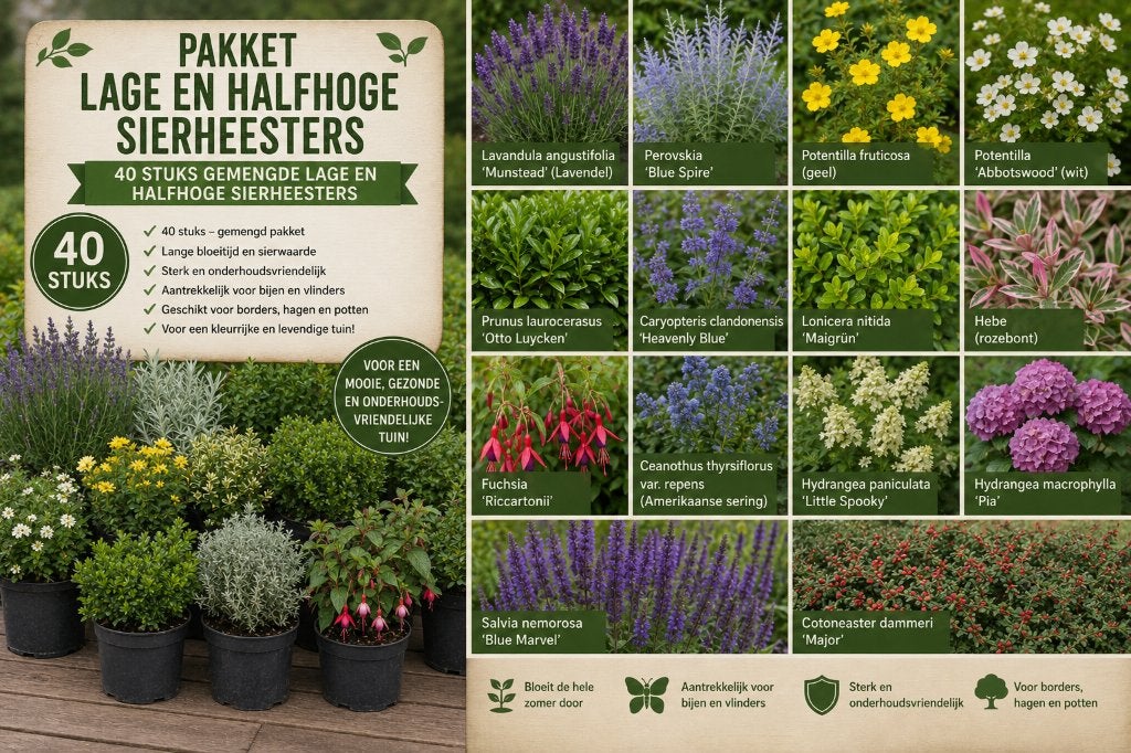 Pakket 40 Lage & Middelhoge Sierheesters