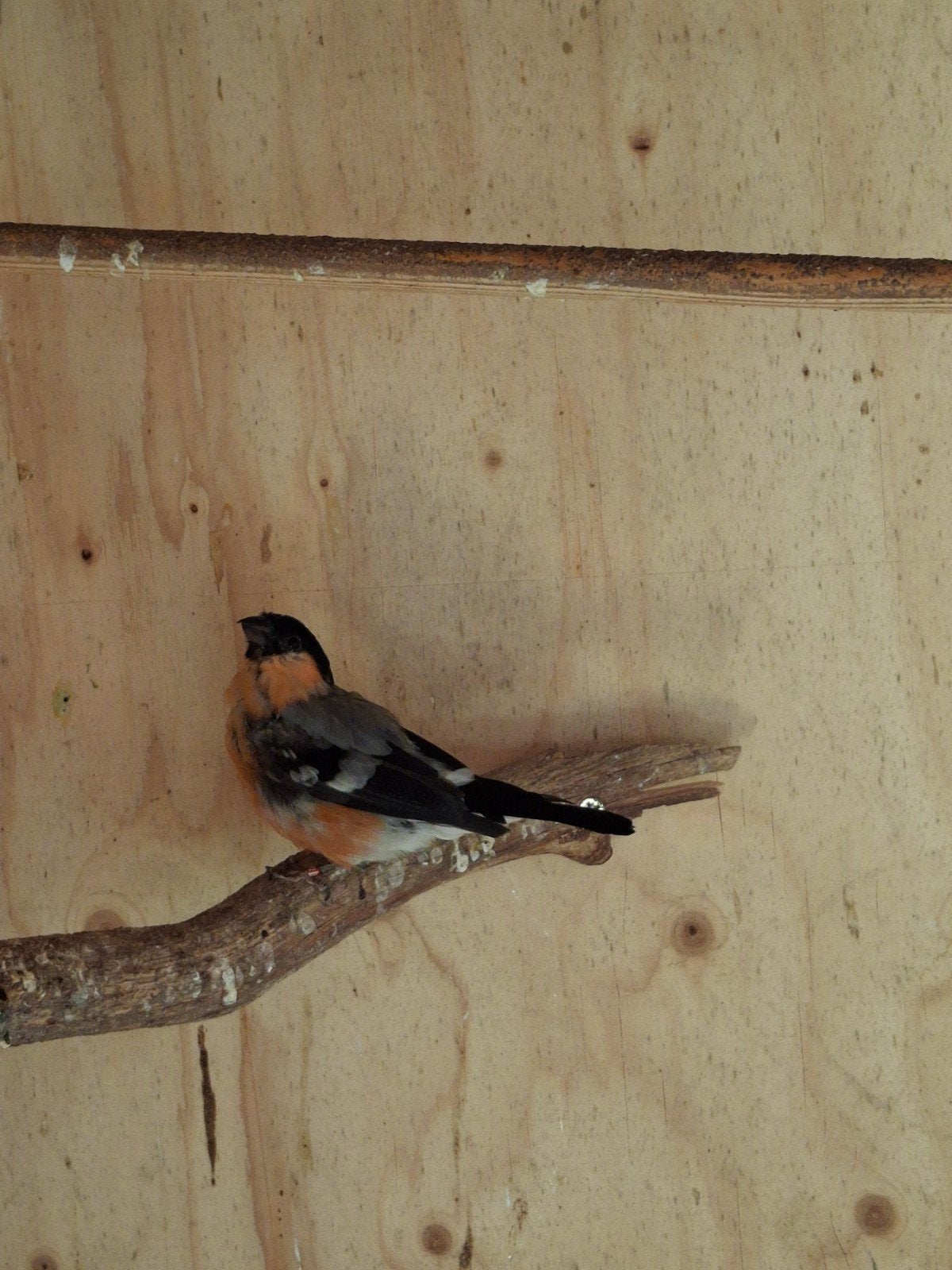 Koppel Noorse goudvinken, Meerdere dieren, Wildzangvogel, Geringd