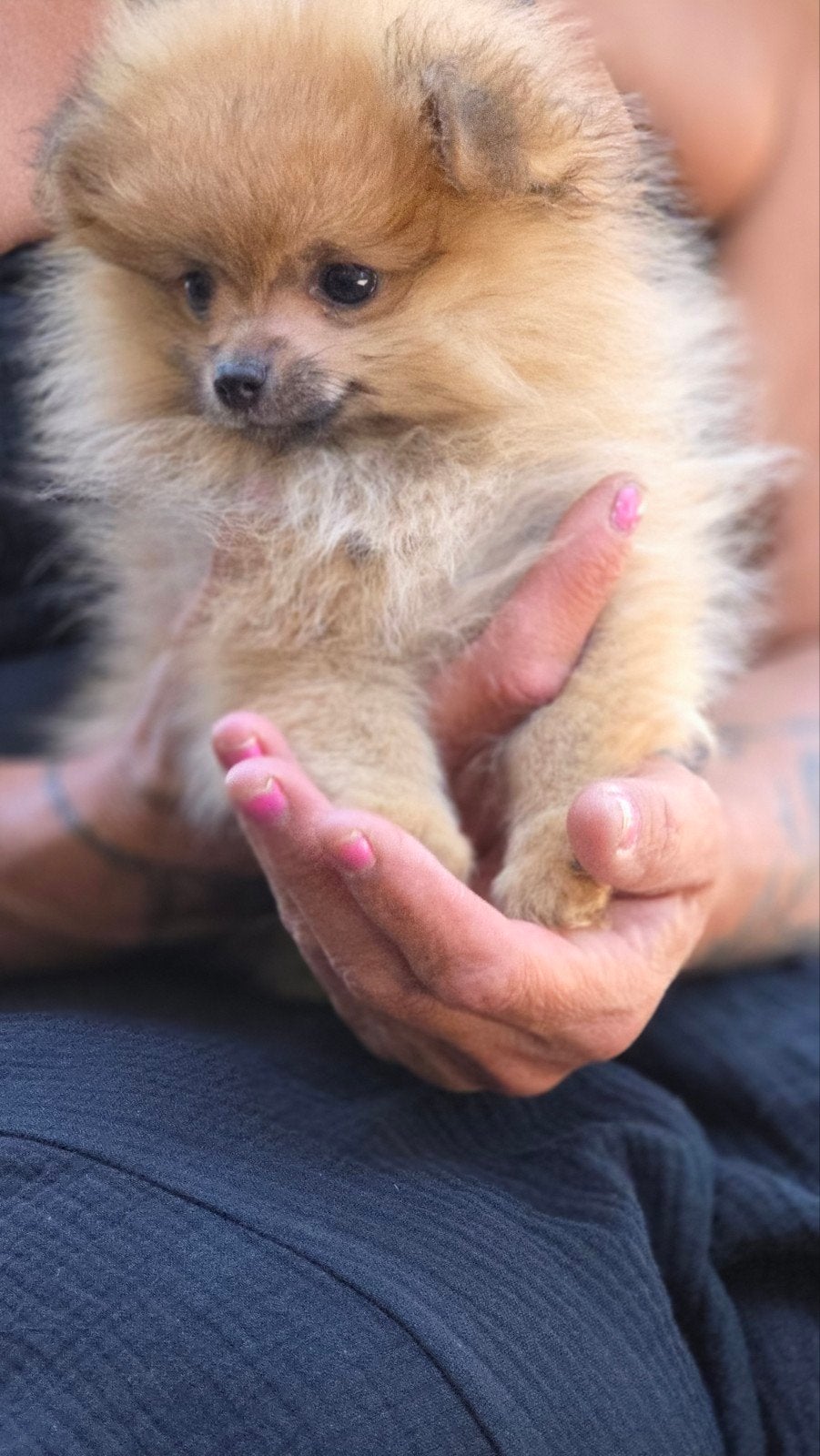 Pomeriaan pup mag nestje verlaten, Dieren en Toebehoren, Overige rassen, 8 tot 15 weken, Teef, Eén hond