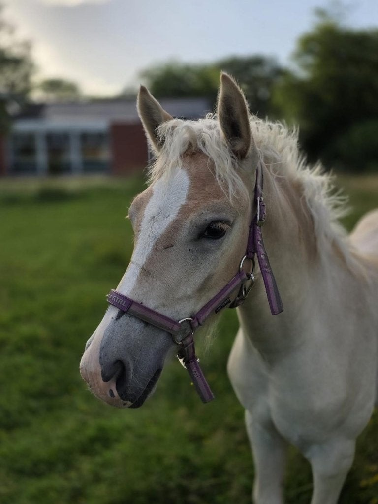Haflinger veulen merrie, Dieren en Toebehoren, Paarden, Merrie, Minder dan 160 cm, Met stamboom, Niet van toepassing