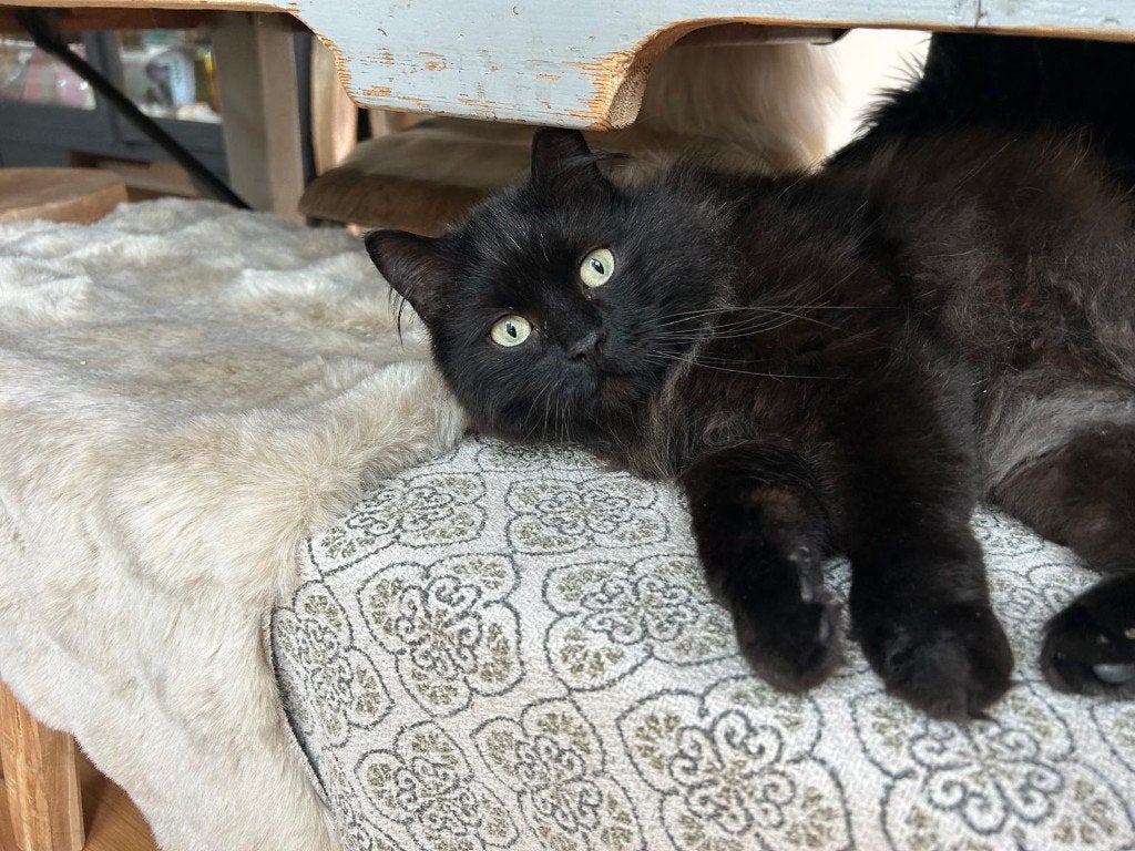 Mooie zwarte kater, Dieren en Toebehoren, Katten en Kittens | Overige Katten, Kater, Langharig, 3 tot 5 jaar