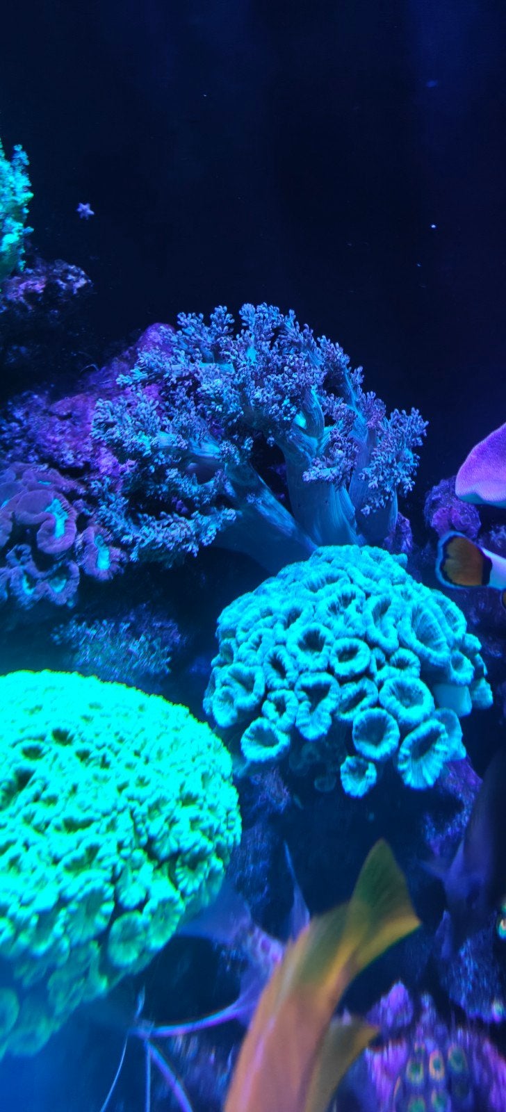 koraal zeeaquarium, Overige typen, Zoutwatervis