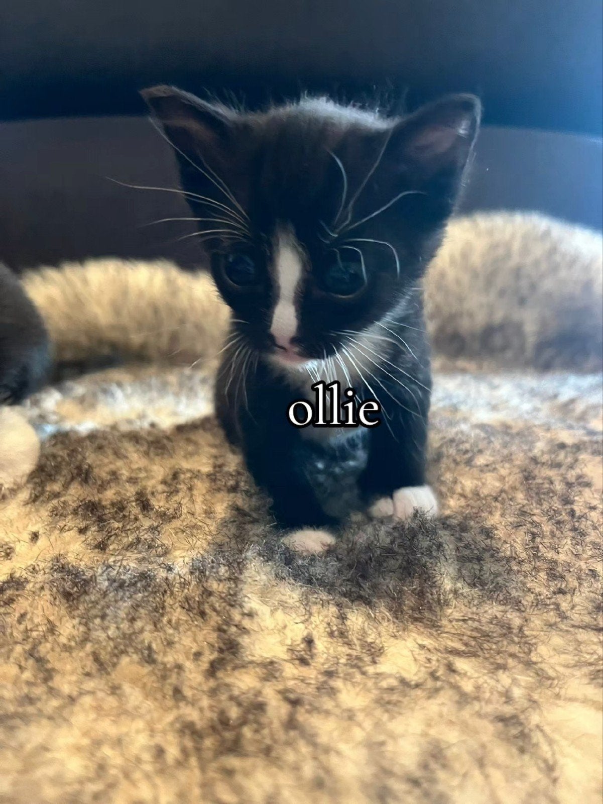 Kittens katjes, tijgerlookzwart met wit., Dieren en Toebehoren, Katten en Kittens | Raskatten | Korthaar, Meerdere dieren