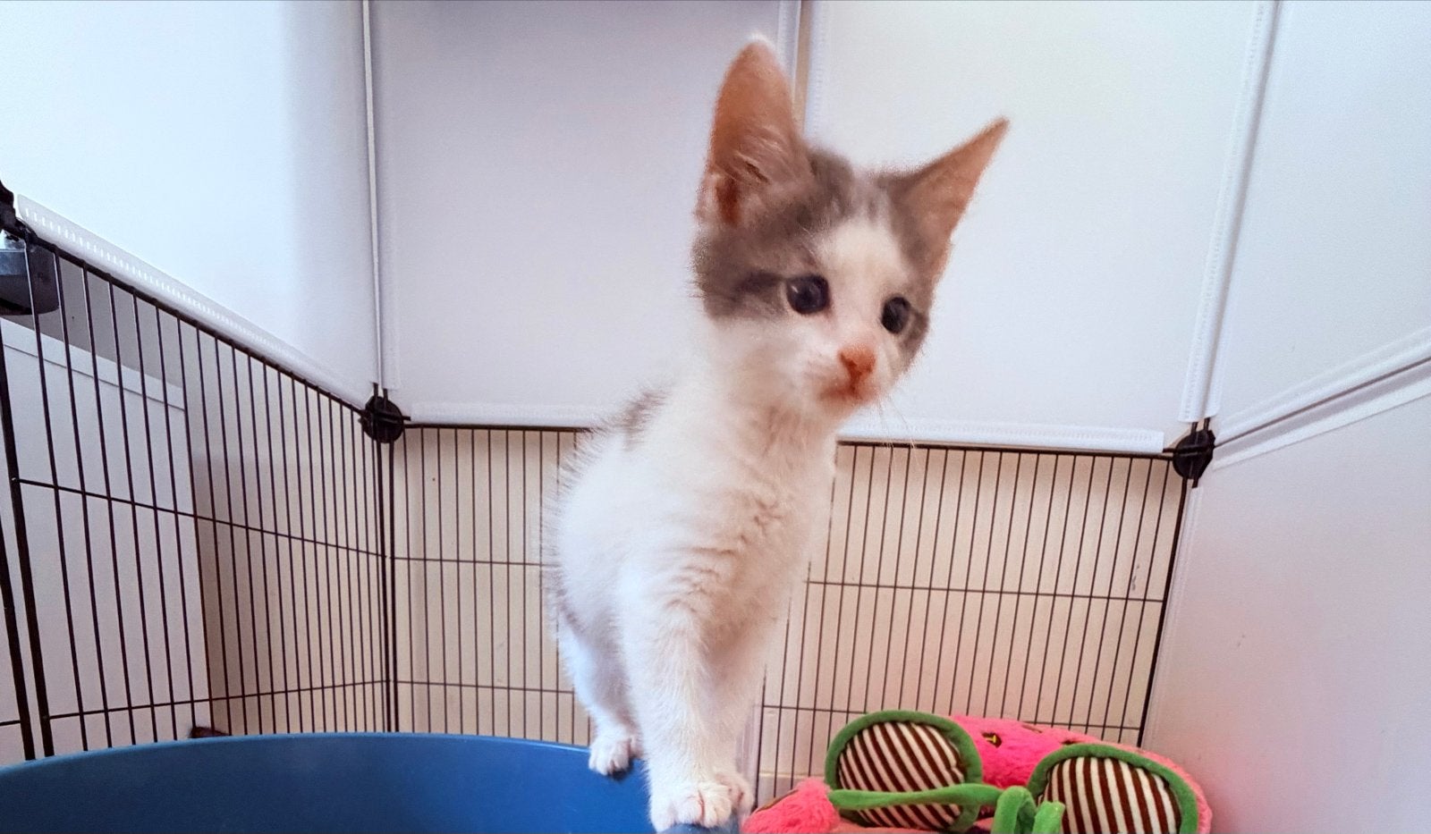 Foto 6 van Kittens mogen het nestje verlaten.