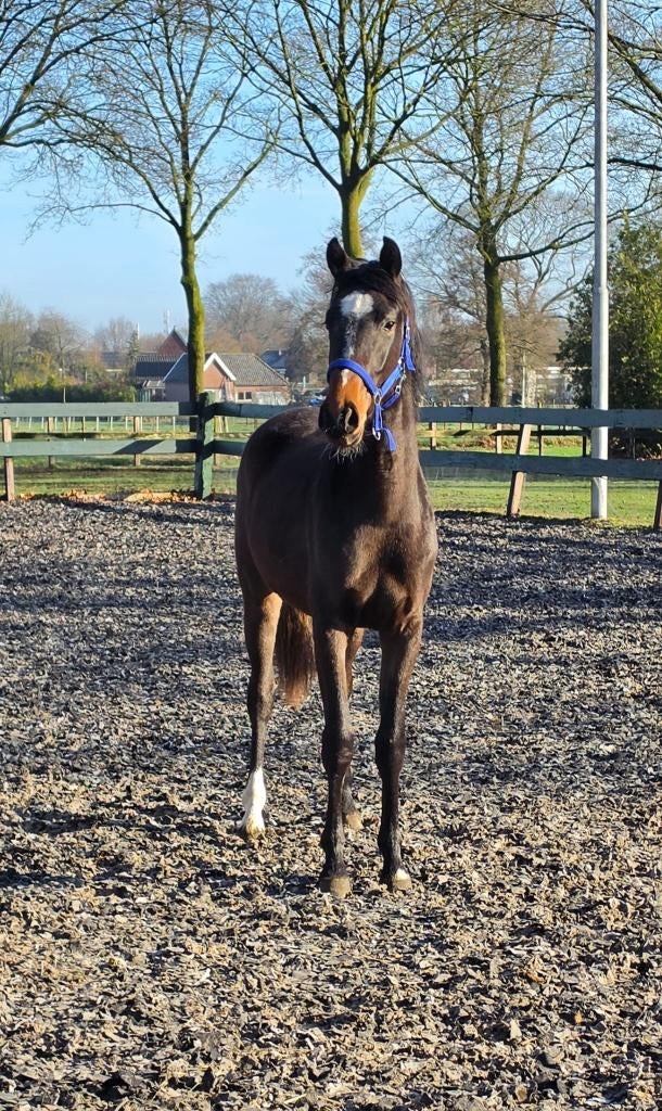 paard, Merrie, Met stamboom, Niet van toepassing, Dressuurpaard