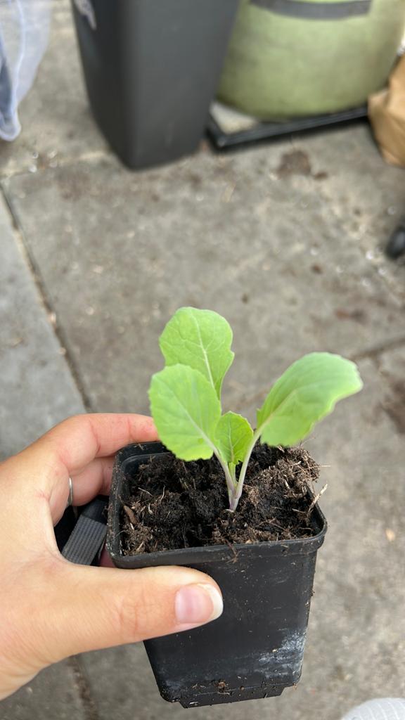 Spruiten planten, Tuin en Terras, Ophalen, Minder dan 100 cm, Overige soorten, Zomer