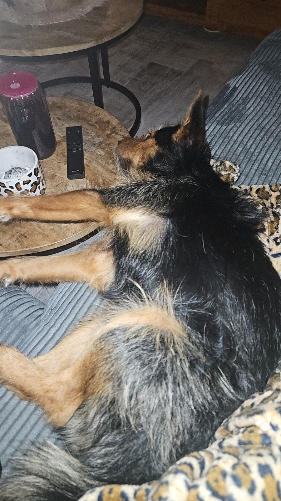 Bowie, Reu, 1 tot 2 jaar, Eén hond, Klein