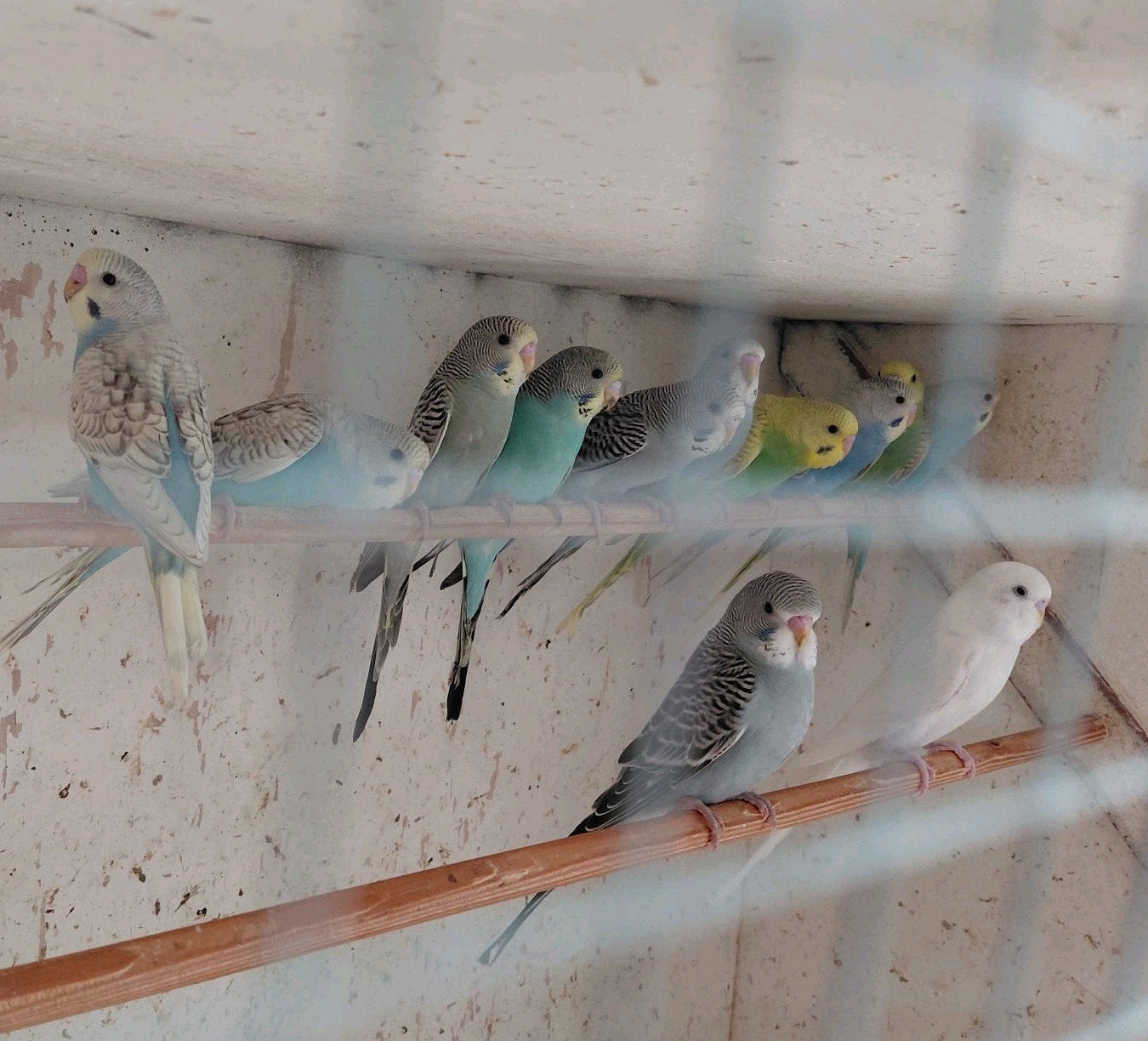 jonge grasparkieten, Meerdere dieren, Parkiet
