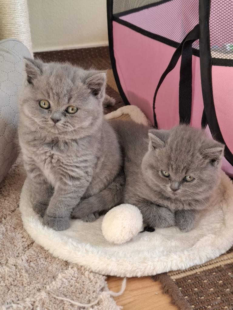 Britse korthaar kittens te koop, Meerdere dieren