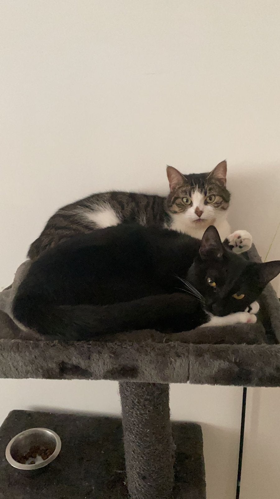 Twee lieve poezen te koop, Poes, Kortharig
