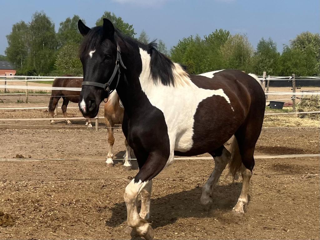 Mooie bonte E-pony, ruin, 3 jaar, Dieren en Toebehoren, Pony's, Ruin, 3 tot 6 jaar, Onbeleerd, Gechipt