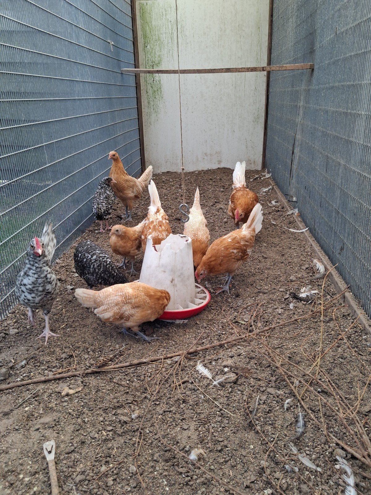 friese kippen / frieshoen, Dieren en Toebehoren, Vrouwelijk, Kip