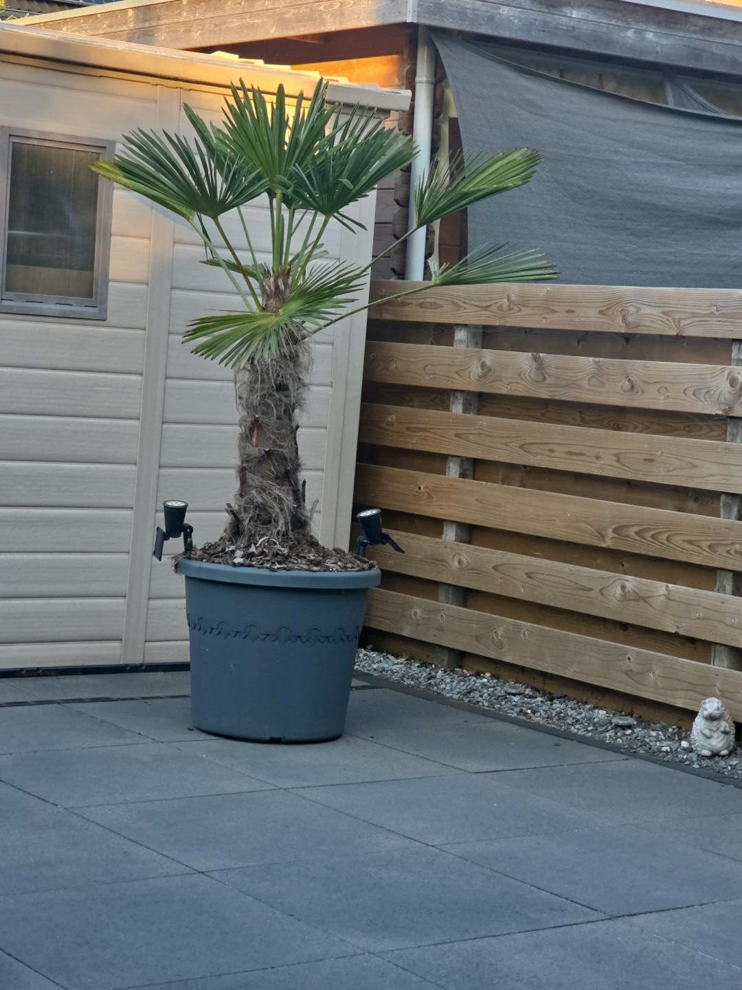 Trachycarpus Fortunei - Winterharde Palmboom, Ophalen, Bloeit niet, Overige soorten, Volle zon