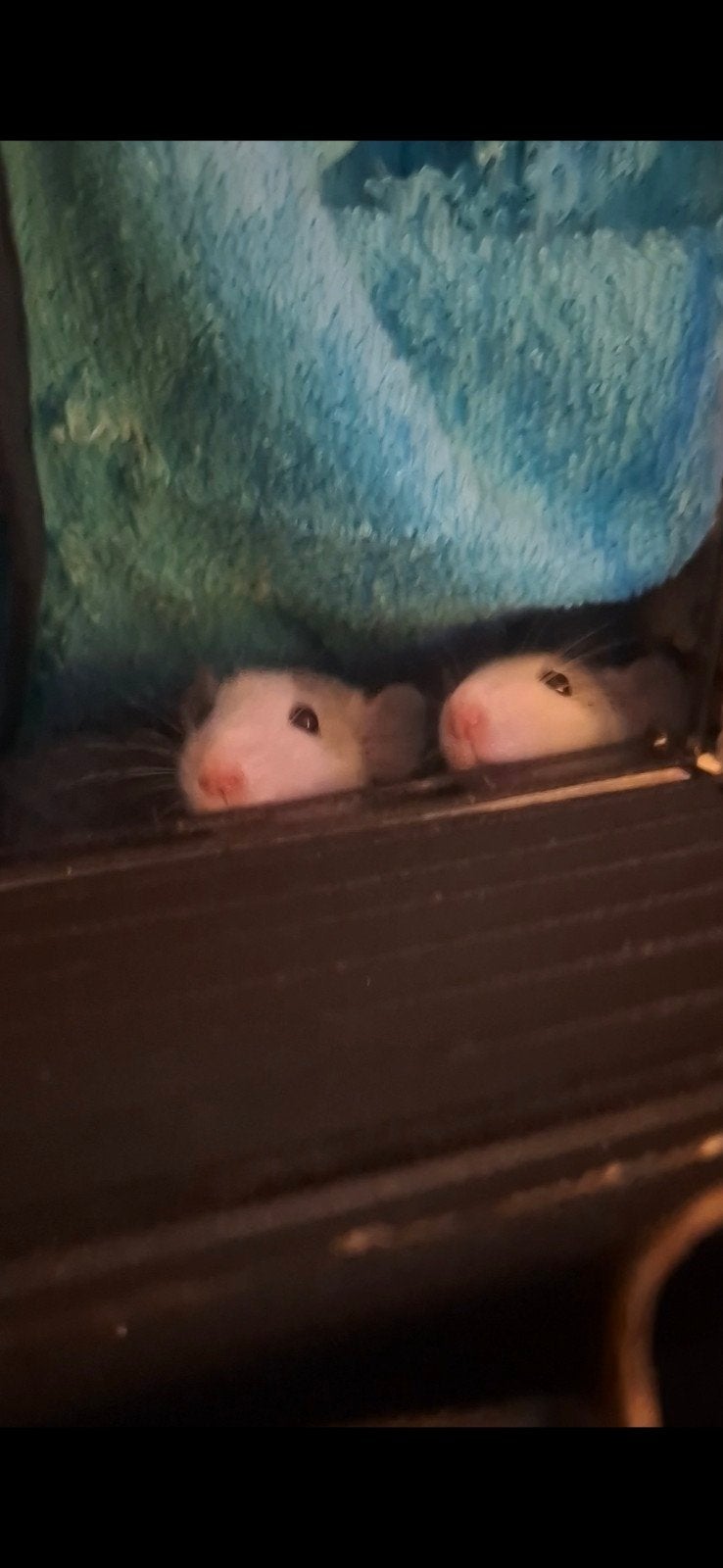 🩵Nog 2 mooie mannen beschikbaar!🐀🩵, Dieren en Toebehoren, Knaagdieren, Rat, Juni, Meerdere dieren, Tam