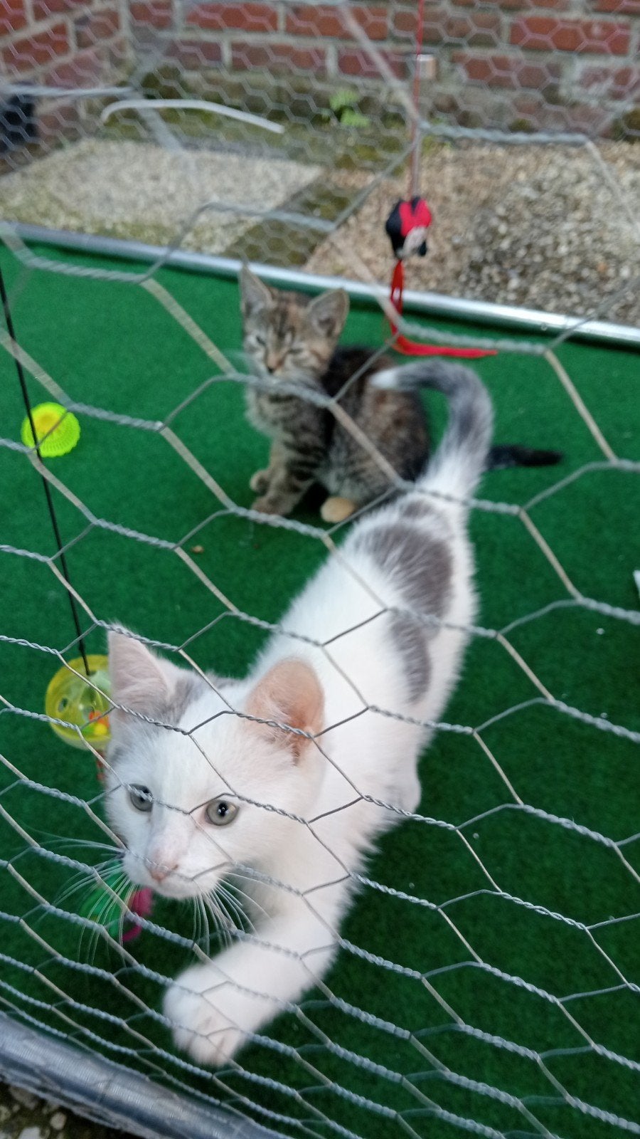 2 super lieve aanhankelijke kittens, Dieren en Toebehoren, Katten en Kittens | Overige Katten, Meerdere dieren, Kortharig, 0 tot 2 jaar