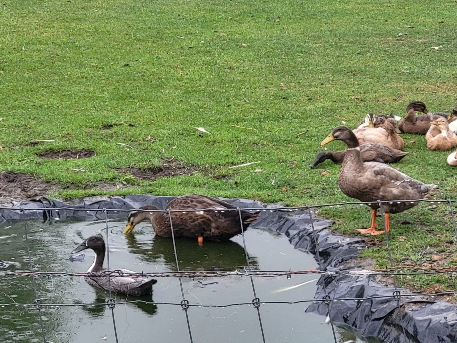Loopeend, Meerdere dieren, Eend
