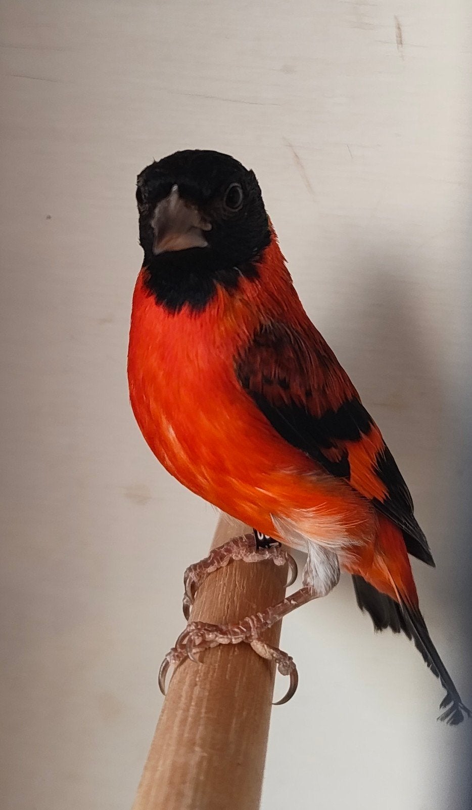 Kapoetsensijzen, Dieren en Toebehoren