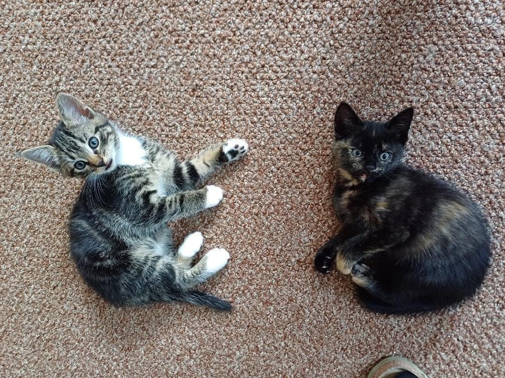 jonge kittens, Dieren en Toebehoren, Katten en Kittens | Overige Katten, Poes, Kortharig, 0 tot 2 jaar
