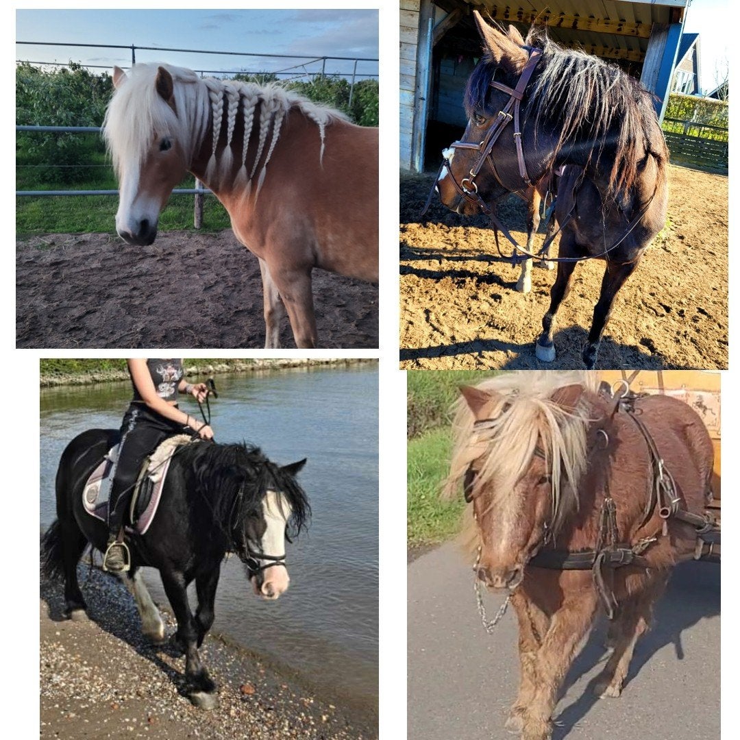 bijrijder/ verzorger gezocht, Dieren en Toebehoren, Ophalen of Verzenden