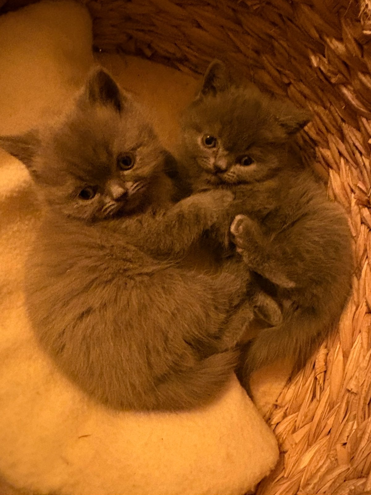 Britse korthaar x pers kittens ( nog 1 beschikbaar), Kater, Ontwormd