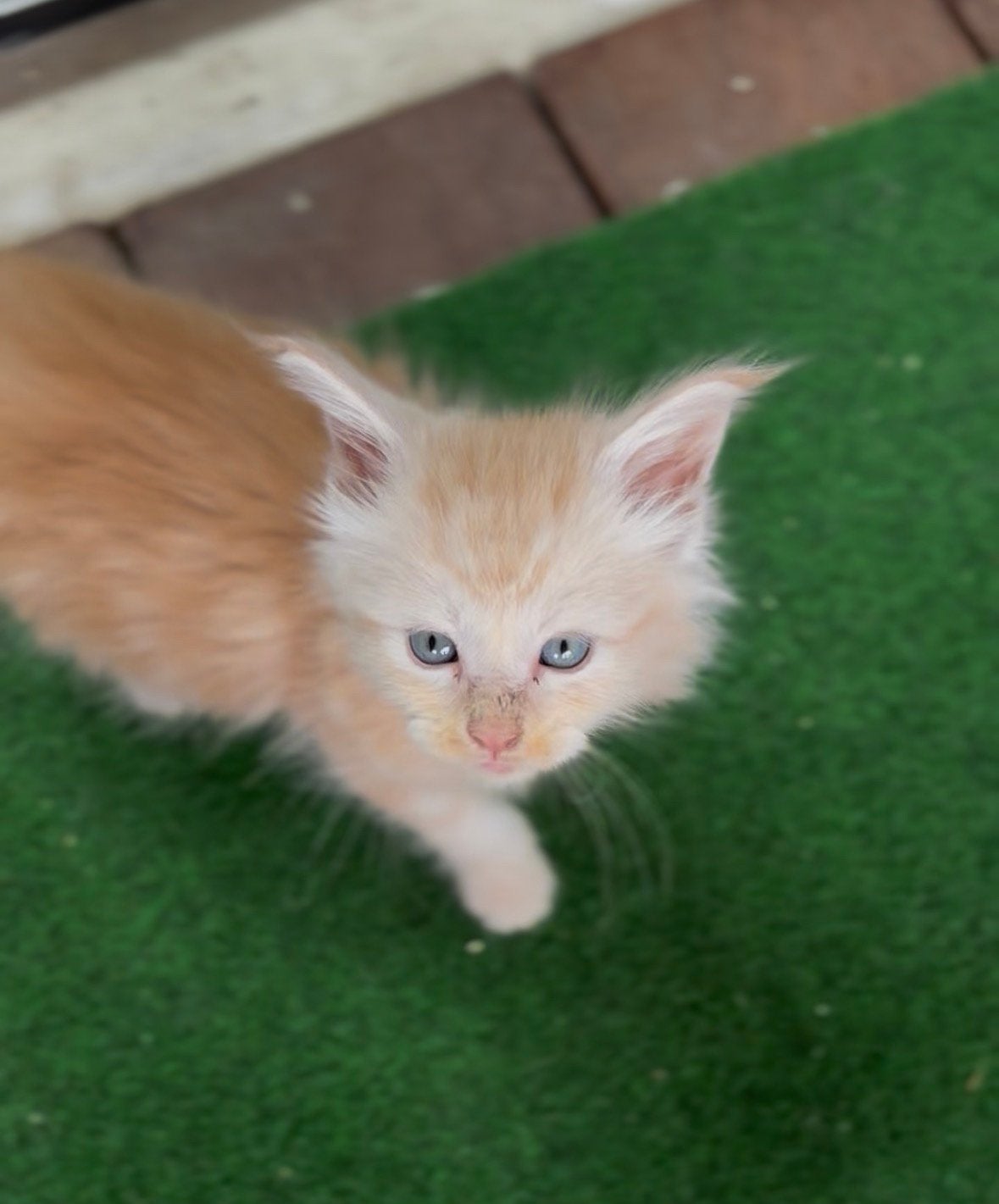 (polydactyl) Maine Coon kittens, Dieren en Toebehoren, Meerdere dieren, Gechipt, 0 tot 2 jaar
