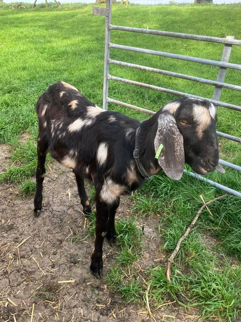 Nubische bok, Dieren en Toebehoren, Schapen, Geiten en Varkens, Mannelijk, Geit, 0 tot 2 jaar