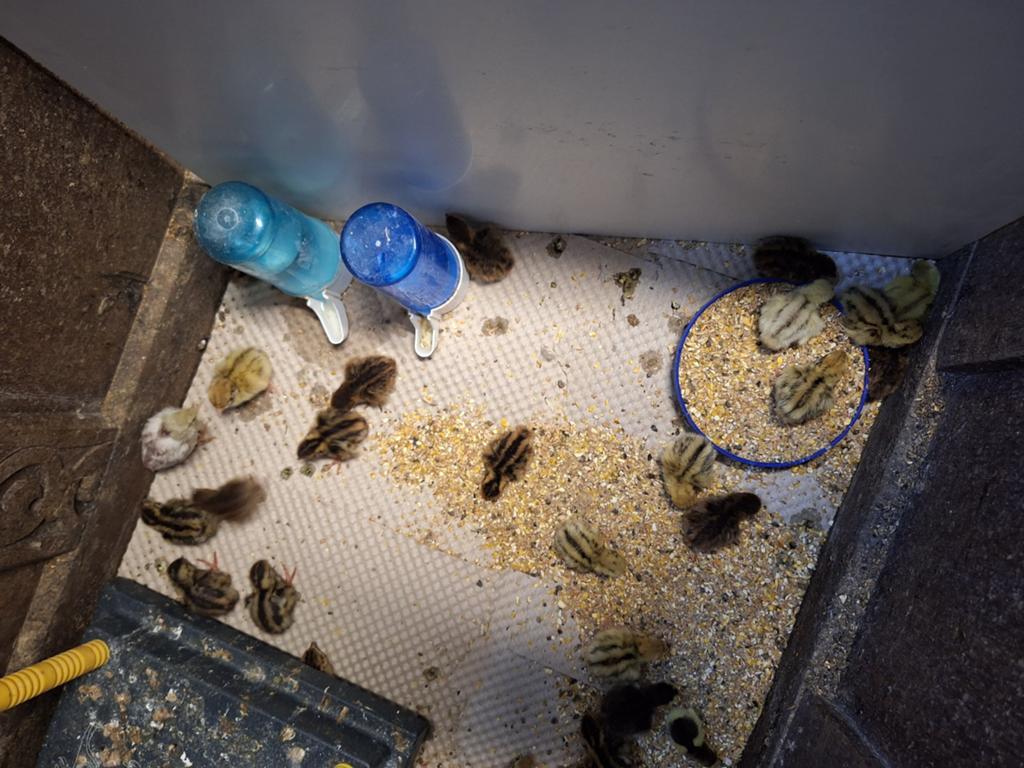 Ze zijn er weer!! Japanse kwartels, Meerdere dieren