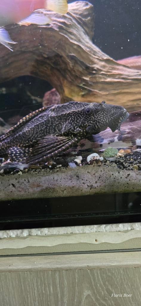 Zeilvin pleco te koop, Dieren en Toebehoren, Vis