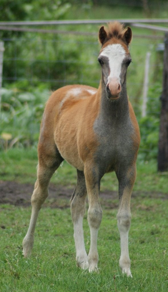 Prachtig welsh A merrieveulen van maart 2026, Dieren en Toebehoren, Pony's, Merrie, Met stamboom, 0 tot 2 jaar, B pony (1.17m tot 1.27m)