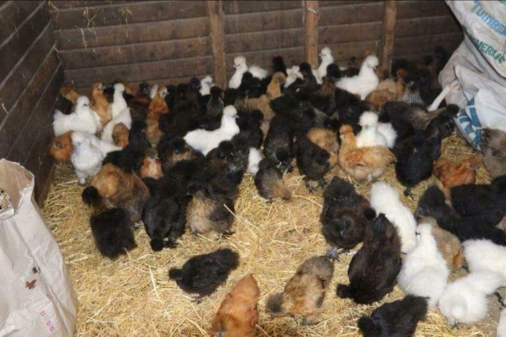 Zijdehoen kriel - Cochin kriel - Kuifhoen krielkippen., Vrouwelijk, Kip