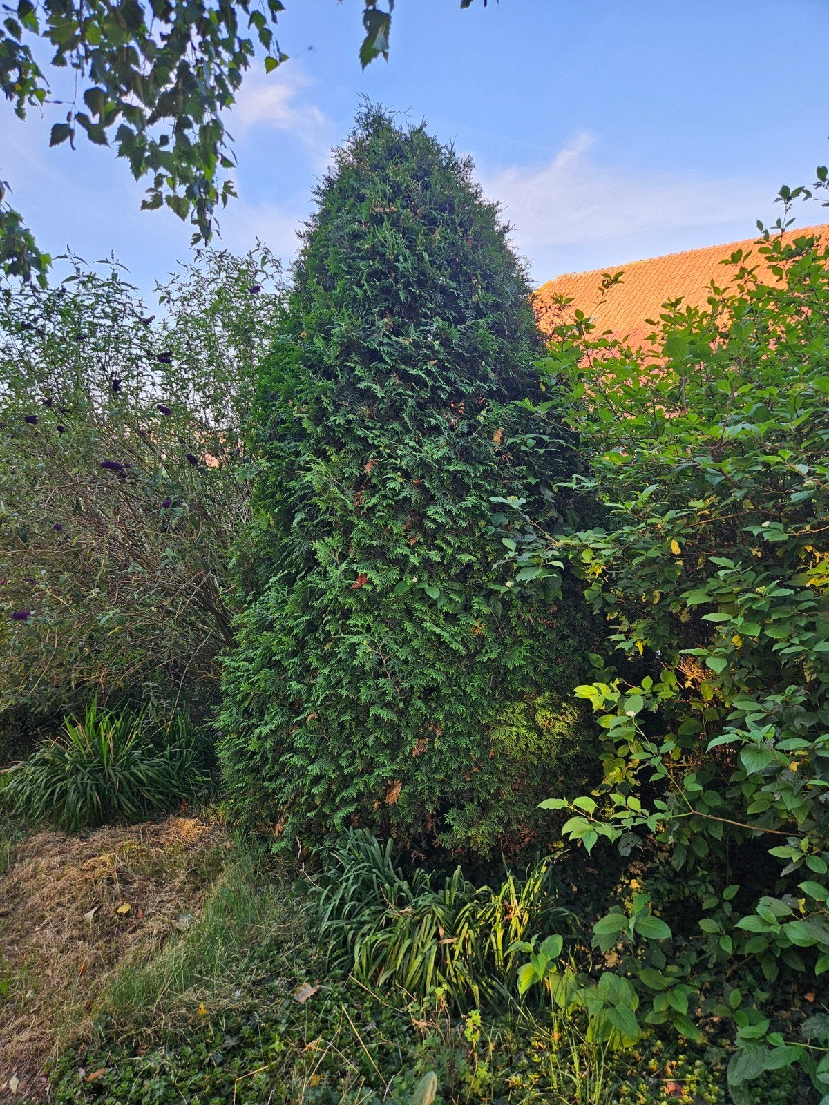 Gratis coniferen, Tuin en Terras, Ophalen, Conifeer, 100 tot 250 cm
