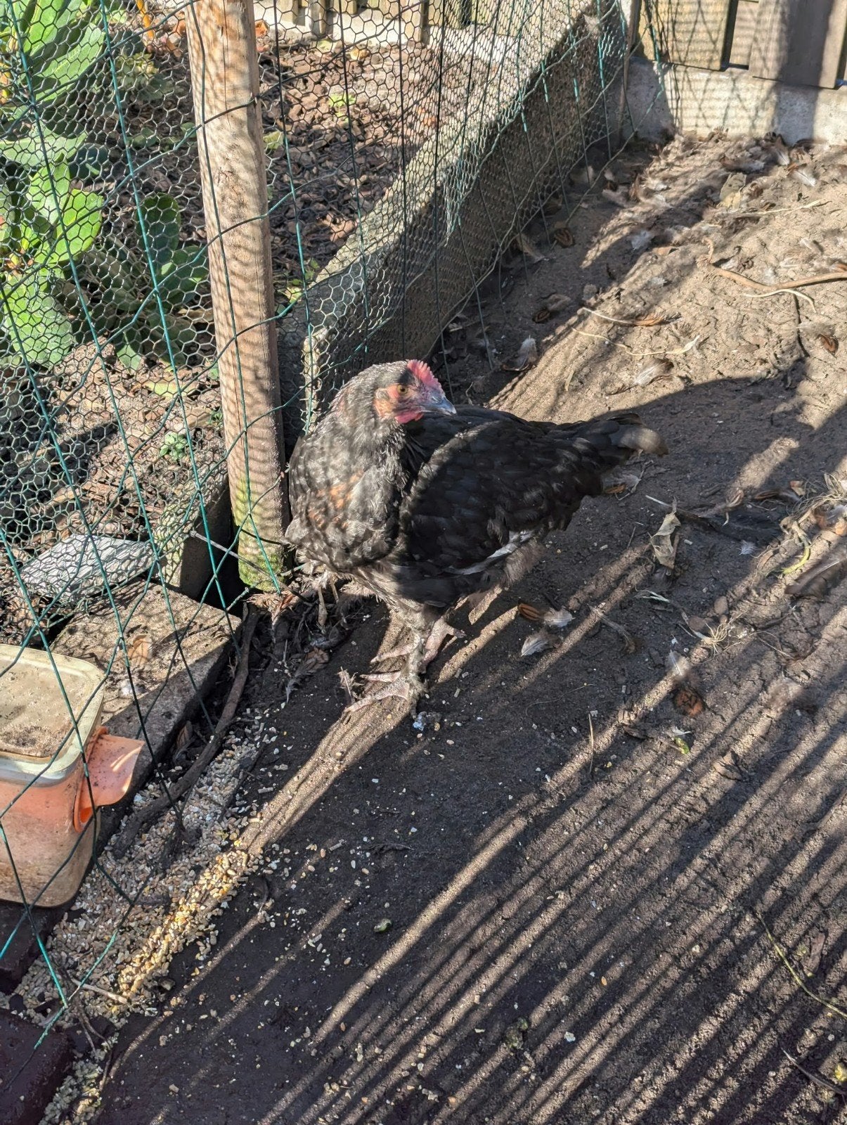 haan marans, Dieren en Toebehoren, Mannelijk, Kip