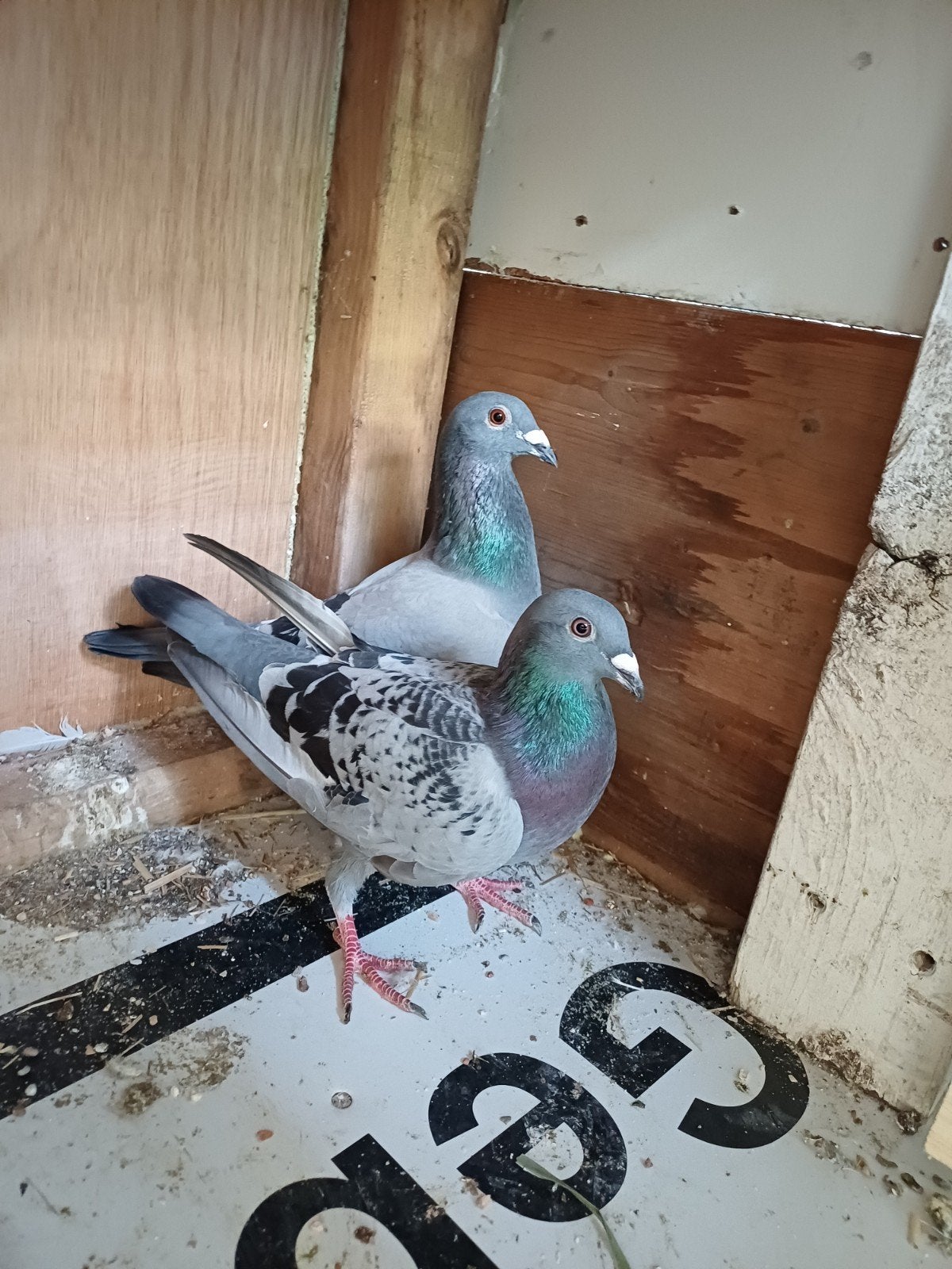 Post duiven, Dieren en Toebehoren, Vogels | Duiven