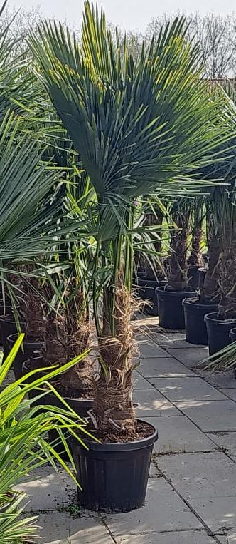 palmboom Trachycarpus Fortunei, Minder dan 100 cm, Zomer, Palmboom, Ophalen