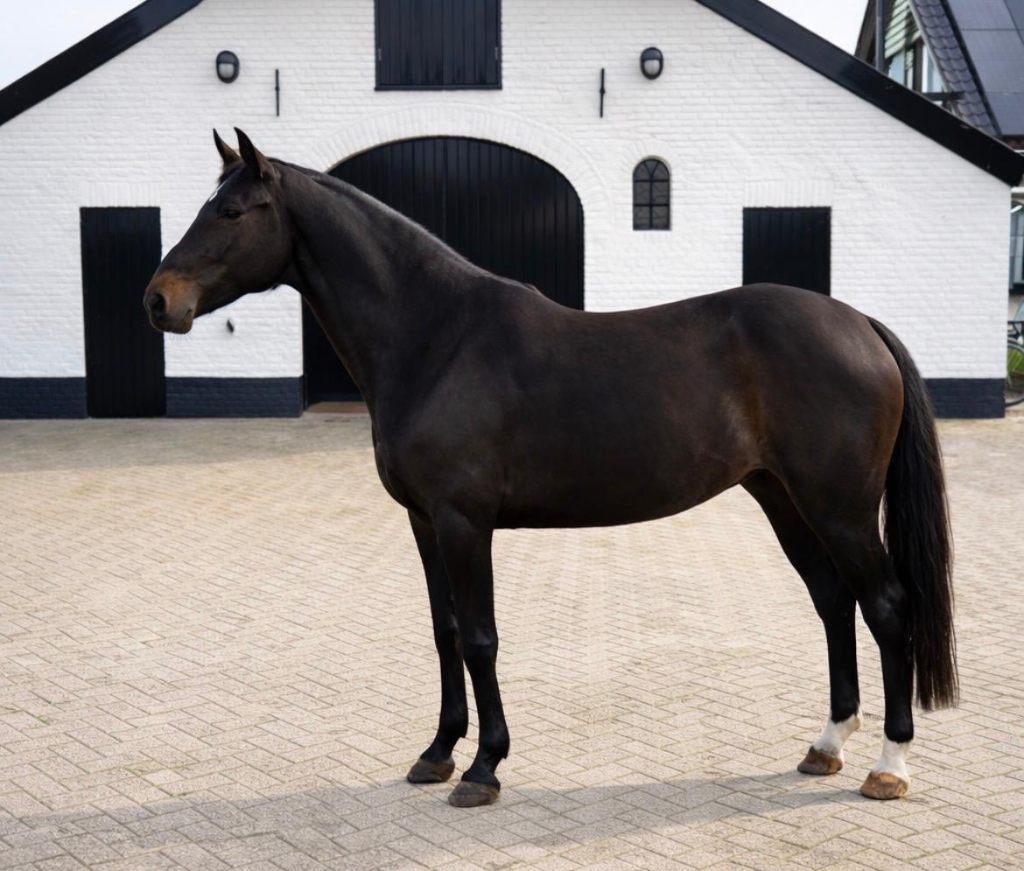 Te koop: zwarte vijfjarige merrie met de beste springgenen, Dieren en Toebehoren, Paarden, Merrie, Onbeleerd, 160 tot 165 cm, 3 tot 6 jaar