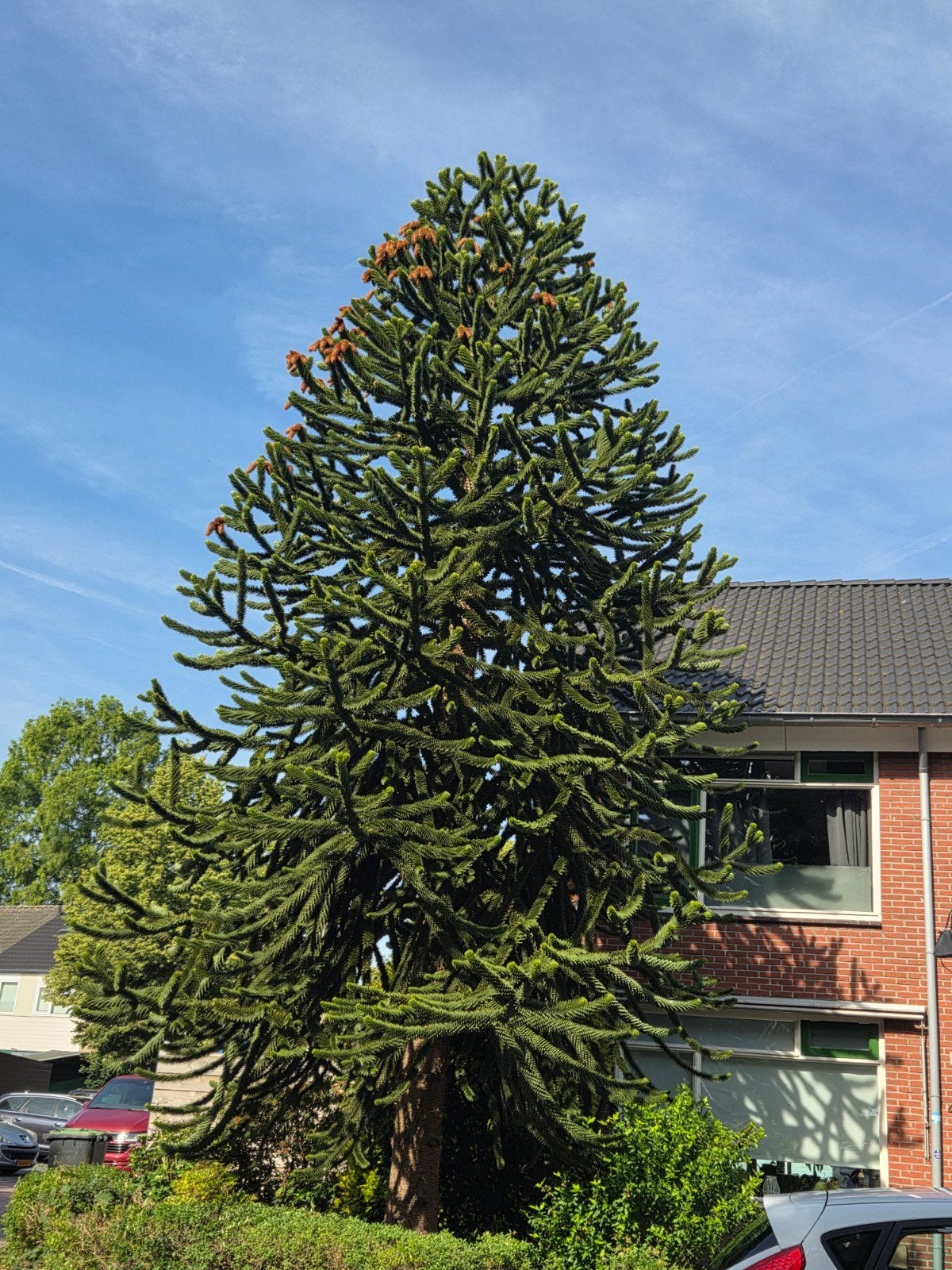 Prachtige grote Apenboom (Araucaria araucana), Ophalen