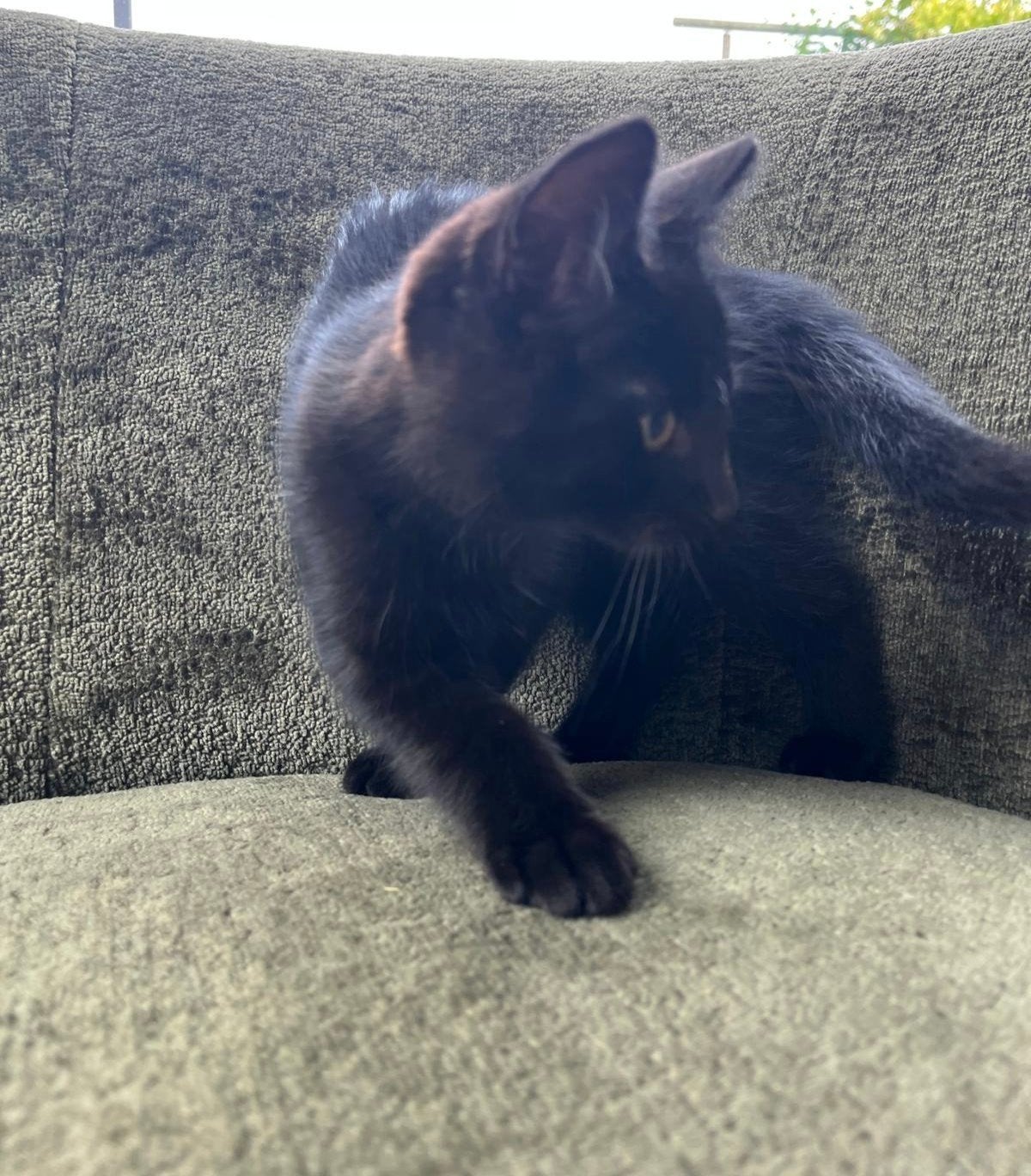 lieve boerderij kittens, Dieren en Toebehoren, Katten en Kittens | Overige Katten, Kortharig, Meerdere dieren, 0 tot 2 jaar